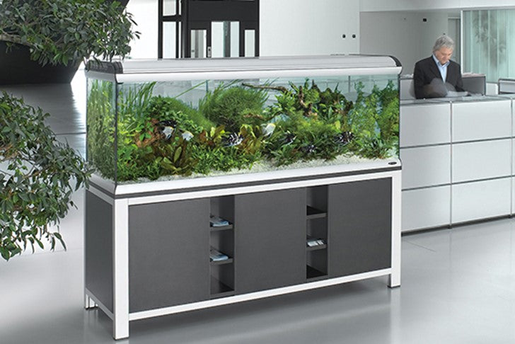 Star aquarium best sale