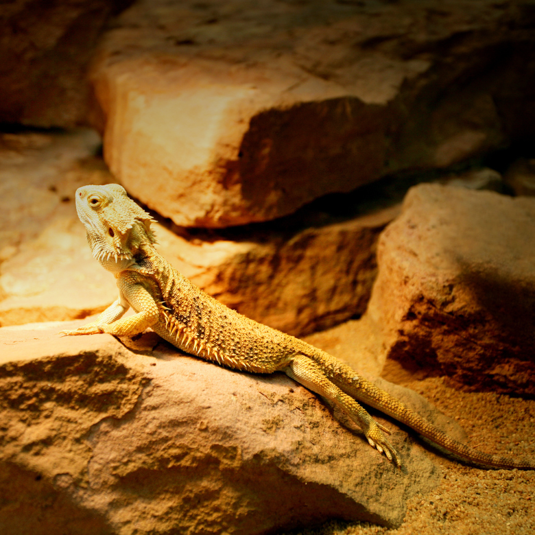 Reptiles as Pets: Why Conservation Matters and How You Can Help