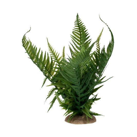 FERN GREEN MEDIUM