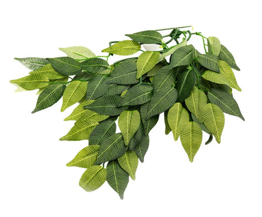 TERRARIUM PLANT BANYAN LEAVES