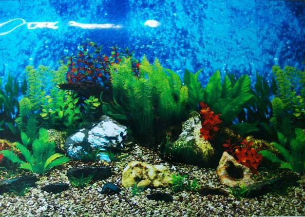 MEADOW  DOUBLE SIDED AQUARIUM  BACKGROUND