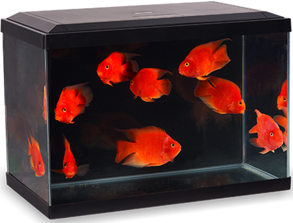 ICUBE AQUARIUM