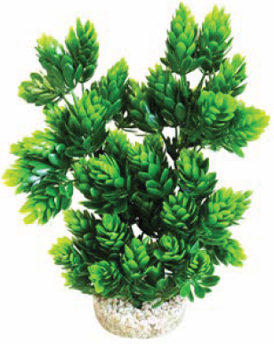 CLUB MOSS LARGE