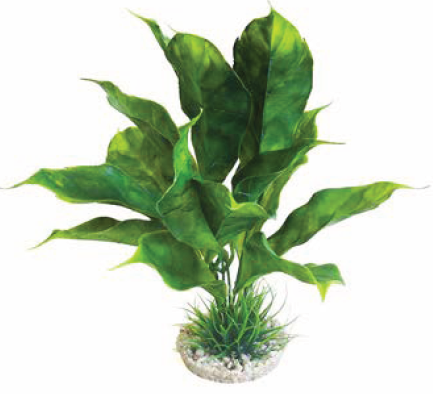 ANUBIAS PLANT