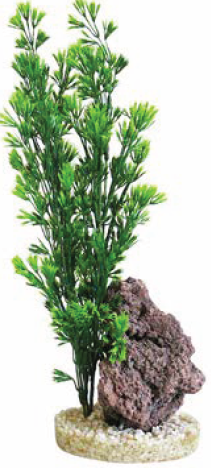 ROTALA REEF