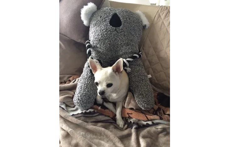 TOY BONNY KOALA