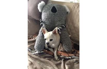 TOY BONNY KOALA