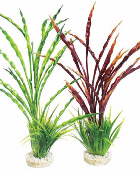 ATOLL GRASS