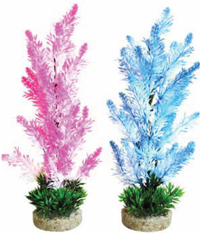 ICE COLOUR BUSH