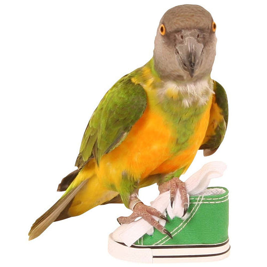 CRAZY SNEAKER PARROT TOY