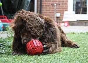 KONG STUFF A BALL