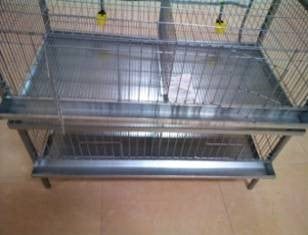 SHOW CAGE CHICKEN 2 FLOOR