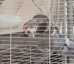 FURET TOWER