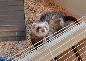 FURET TOWER