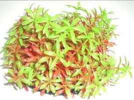 PLASTIC BUSH RED & GREEN  9cm