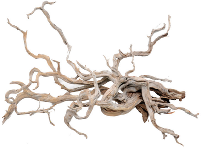 DRIFT ROOT (spider root) per KG