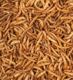 CHIX MEALWORMS