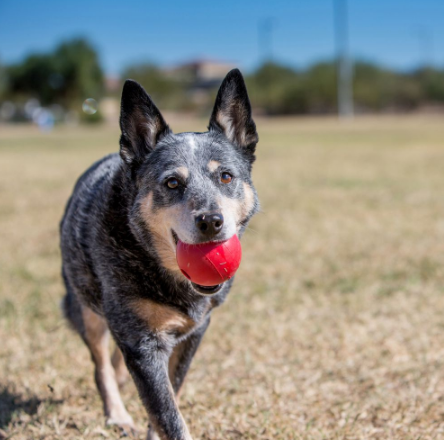 KONG BALL