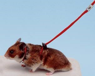 Hamster harness  NY HAM