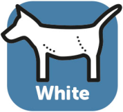 WHITE COAT SHAMPOO