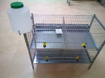 SHOW CAGE CHICKEN 2 FLOOR