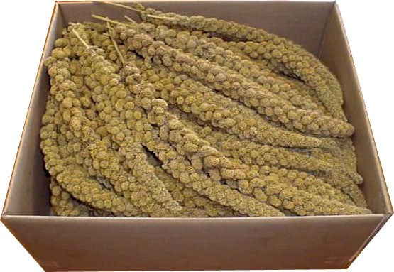 YELLOW MILLET SPRAY