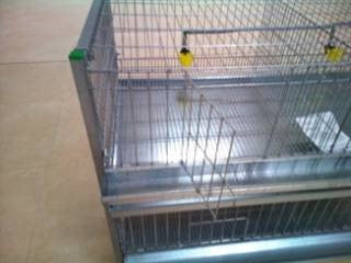 SHOW CAGE CHICKEN 2 FLOOR