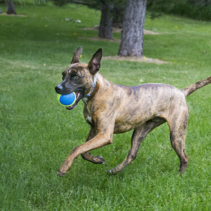 KONG ULTRA SQUEAKER BALL