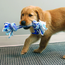 ROPE PUPPY ASSORTED BALL