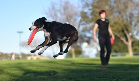 FLYING DISC FLYBER