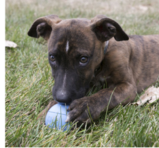 KONG PUPPY BALL