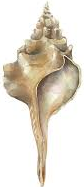 CALIFORNIA HOSE CONCH SHELL