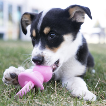 KONG PUPPY BINKIE