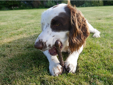 CHOCOLATE NYLON DOG CHEW