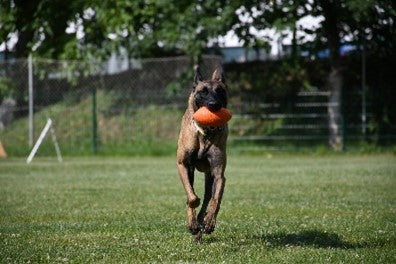 PITCHDOG GAME BALL