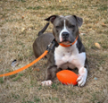 PITCHDOG GAME BALL